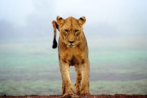 Photo Confident leader